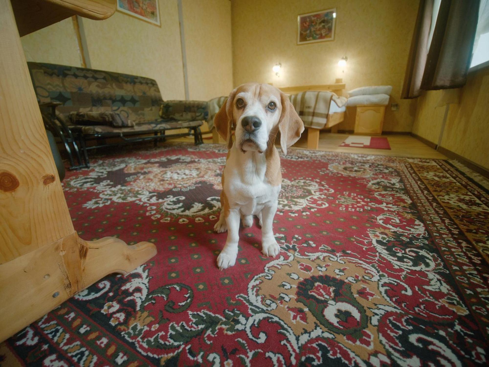 Guesthouse Alakol Karakol Dış mekan fotoğraf